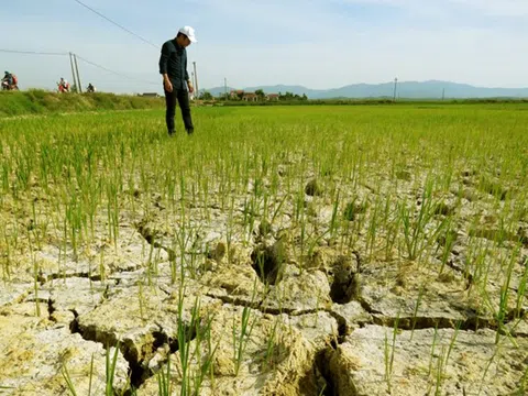 Người nông dân quay quắt nhìn đồng lúa khô quéo dưới nắng hạn
