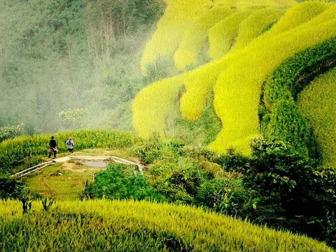Ngắm biển lúa vàng Hoàng Su Phì và trọn vẹn những mùa hoa rất mộc của Hà Giang