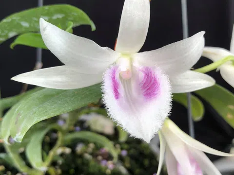 Vén màn sự thật về việc cấp “giấy khai sinh” cho lan đột biến