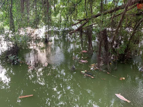 Hà Nội: Xuất hiện cá chết trong hồ Hoàn Kiếm