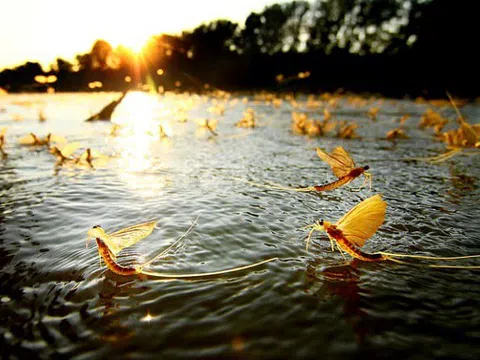 Đặc sản côn trùng “vật vờ” ngoài sông Hồng được bán với giá hàng triệu đồng/kg