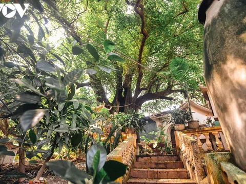 Kỳ lạ cây thị nghìn năm tuổi và thứ quả “để ngửi không ăn“