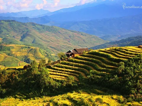 Có một "mùa vàng" trên cao nguyên Y Tý