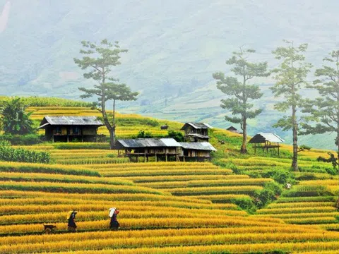 Mù Cang Chải mùa lúa chín – “Bản tình ca Tây Bắc” đẹp đến ngỡ ngàng