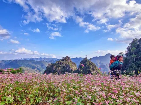 Hà Giang mùa hoa tam giác mạch - Ngây ngất nét hồn nhiên
