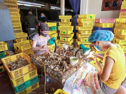 Mục sở thị nghề "độc, lạ" kiếm tiền triệu mỗi ngày