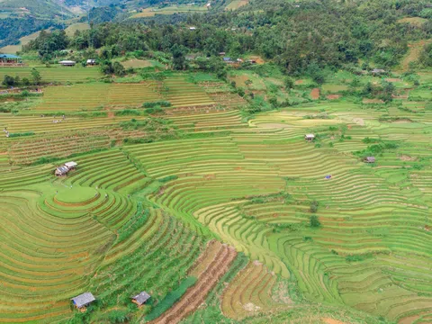 Chiêm ngưỡng mùa vàng trên đồi mâm xôi La Pán Tẩn - Mù Cang Chải