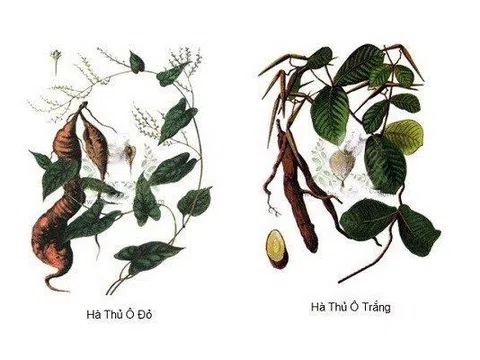 Tóc bạc sớm là cảnh báo của bệnh gì? Có nguy hiểm không? Cách khắc phục hiệu quả hiện tượng tóc bạc sớm ngay tại nhà