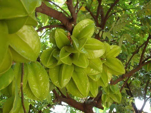 4 cách chữa tóc bạc sớm bằng khế chua cực hiệu quả, áp dụng ngay!