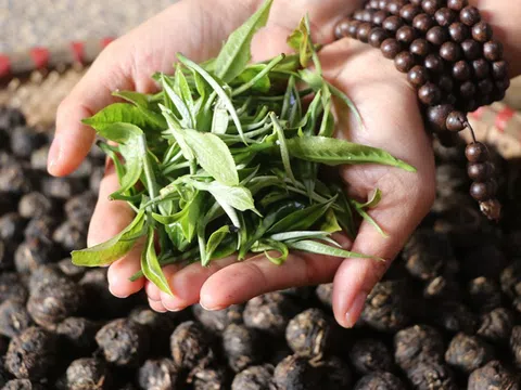 Săn “vàng xanh” giữa lưng chừng núi quanh năm mây phủ