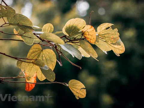 Ngắm lá vàng rơi trên con phố lãng mạn bậc nhất Hà thành