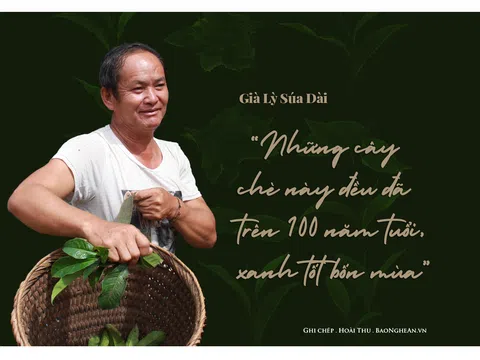 Đi tìm "đại lão mộc trà" chốn sương ngàn