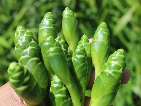 Hoa vùng cao mọc dại trong vườn, dân Hà Nội đua nhau săn đón