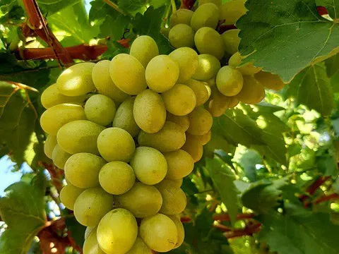 Nho xanh không hạt giá “siêu rẻ” bán tràn lan, người trồng nho ở Ninh Thuận nói gì?