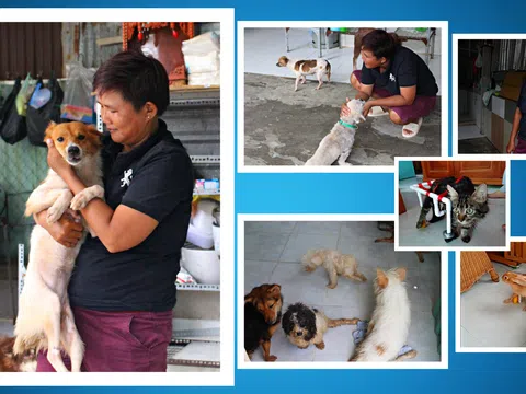 Người phụ nữ nguyện cả đời cứu giúp chó mèo hoang