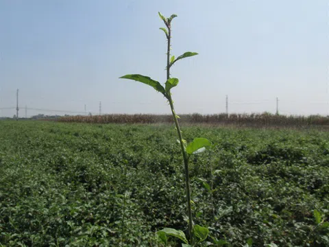 Trồng thứ đầy gai trước mọc hoang mà thu nhập tiền tỷ/năm