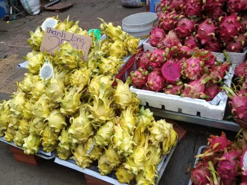 Đặc sản thanh long vàng đổ ra đường, chỉ 25.000 đồng/kg