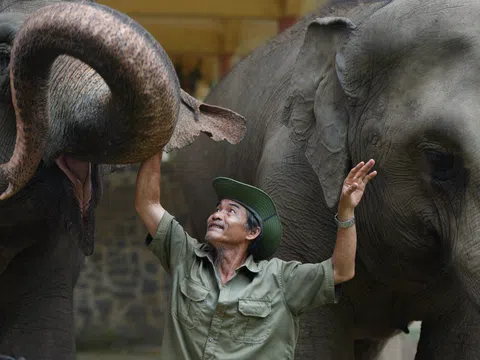 30 năm làm bảo mẫu cho voi ở Thảo Cầm Viên