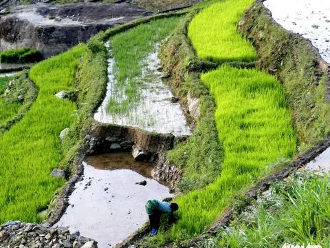 Mùa gặt 'hạt vàng' ở ruộng bậc thang Y Tý