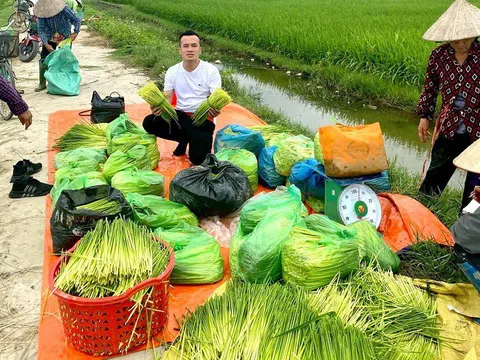 Đòng đòng nếp được săn lùng, dân buôn bán ngày 3 tạ, thu vài chục triệu đồng