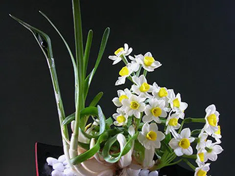 Ký ức về thú chơi hoa thủy tiên của người Hà Nội