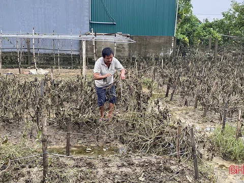 Vựa rau lớn nhất Hà Tĩnh tan hoang sau mưa lũ