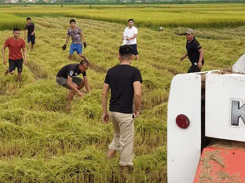 Chuột đồng thành đặc sản đắt hơn thịt lợn, người dân đi bắt kiếm tiền triệu mỗi ngày