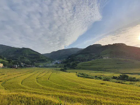 Về vùng cao Tiên Yên ở Quảng Ninh ngắm mùa vàng rực rỡ