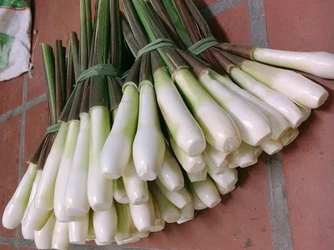 Nhìn như cây lúa, mọc dại bờ ao giờ thành đặc sản, nông dân đếm củ tính tiền