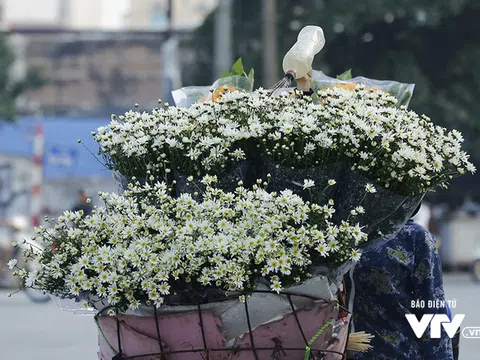 Đông về, mùa cúc họa mi gói trọn những nhớ thương