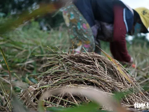 Người dân buồn bã vì tan hoang vụ lúa rẫy vùng sạt lở Phước Sơn