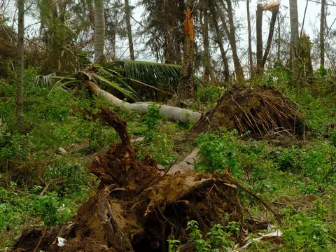 Tan nát rừng dương ven biển Quảng Ngãi, cấp tốc trồng mới để giảm gió bão