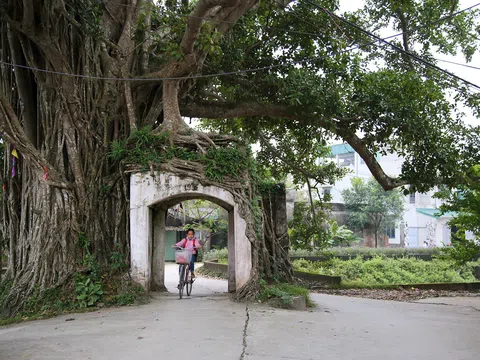 Lạc bước qua những "kiệt tác cổng làng từ rễ cây" độc đáo tại Bắc Bộ