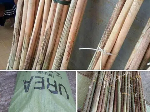 Loại cây gai chi chít, mọc hoang đầy rừng thành đặc sản, giá cả trăm nghìn đồng/kg