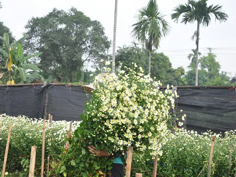 Loài từng là hoa dại ven đường thành đặc sản Hà Nội, nông dân cắt không kịp bán