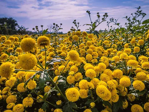 Ngắm cánh đồng hoa cúc “tiến vua“ ở thôn Nghĩa Trai