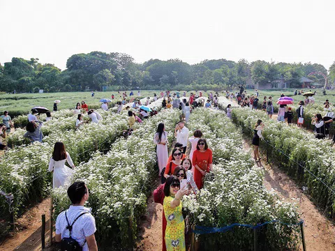 Biển người chen chân chụp ảnh cúc họa mi