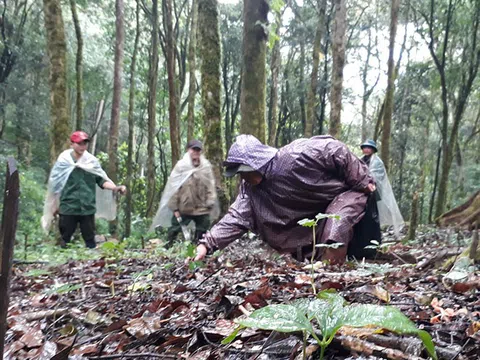 Săn chuột “quý tộc” ăn sâm trên đỉnh Ngọc Linh