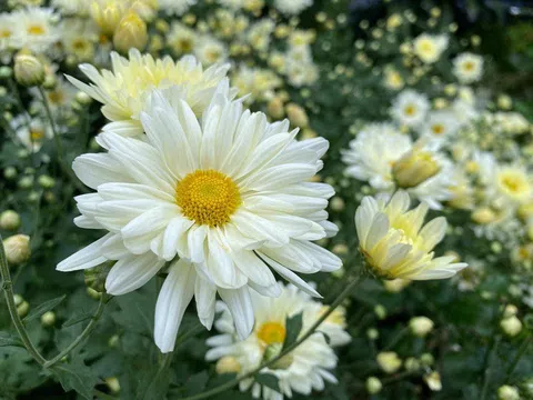 Loại hoa cúc "mua bây giờ tươi tới Tết" được hội chị em săn lùng