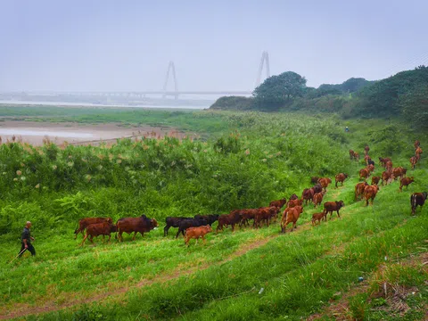 Cuộc sống trên hòn đảo "bí hiểm" giữa sông Hồng