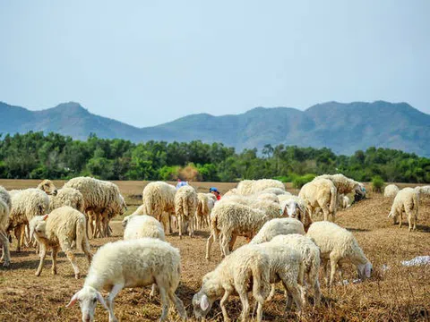 "Dấu chân du mục" trên cánh đồng cừu An Hòa - Ninh Thuận