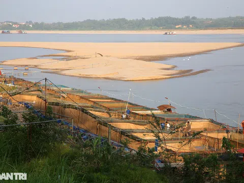 Sông Đà cạn trơ đáy, nông dân hối hả bơm cát cứu cá