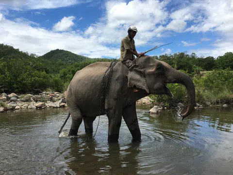 Chú voi cuối cùng ở Bắc Tây Nguyên đã chết bên bờ suối