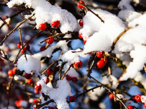 Miền Bắc có nơi rét đậm, rét hại dưới 5 độ C, khả năng xuất hiện băng giá