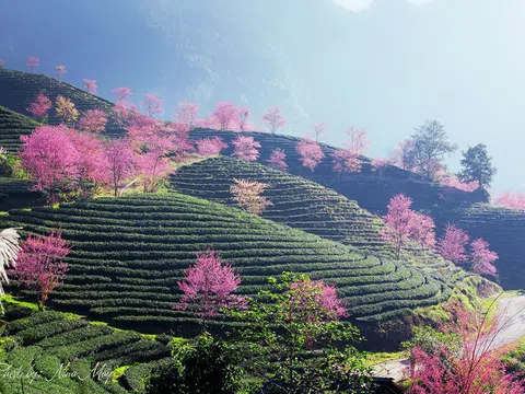 Lặng ngắm vẻ đẹp mê hồn mùa hoa mai anh đào Sapa