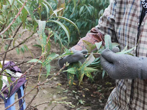 Đào Nhật Tân “xuống lá” đón Tết