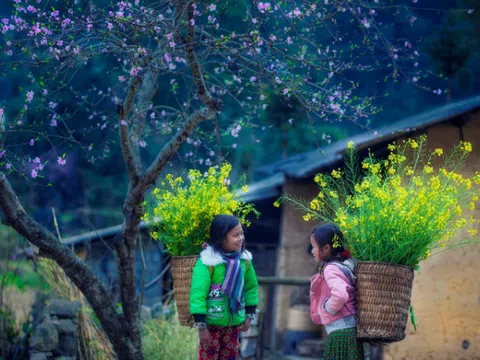 Hà Giang đẹp mơ mộng miên man giữa cánh đồng hoa cải