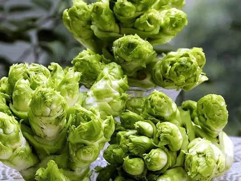 Loại rau cải có giá đắt hơn thịt, chị em cảnh giác với hàng Trung Quốc đội lốt