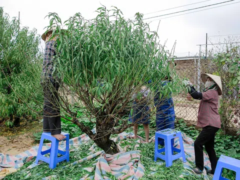 Đào Nhật Tân thay "áo mới" chuẩn bị đón Tết Tân Sửu