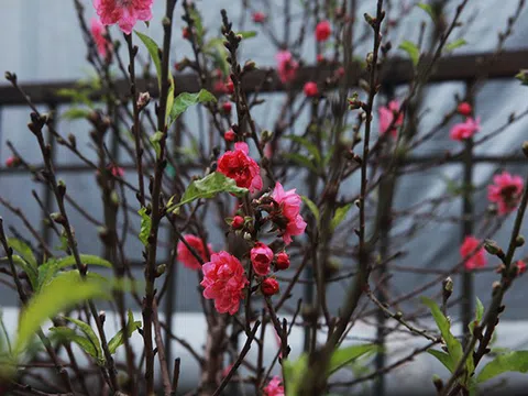 Đào Nhật Tân xuống phố, người Hà Nội xốn xang Tết đã cận kề